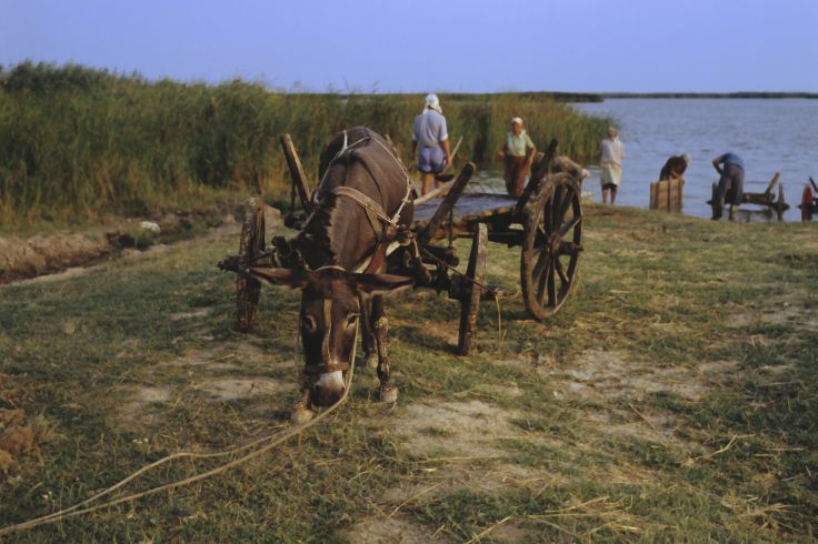 Delta du Danube - Roumanie © Falk Kienas/Getty Images/iStockphoto