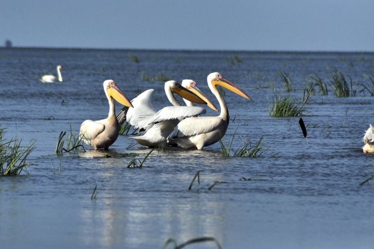 Delta du Danube - Roumanie © salajean/Fotolia