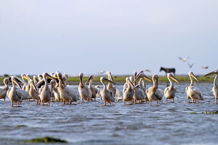 Delta du Danube - Roumanie © taviphoto/Fotolia