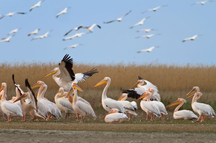 Delta du Danube - Roumanie © Porojnicu Stelian/Fotolia