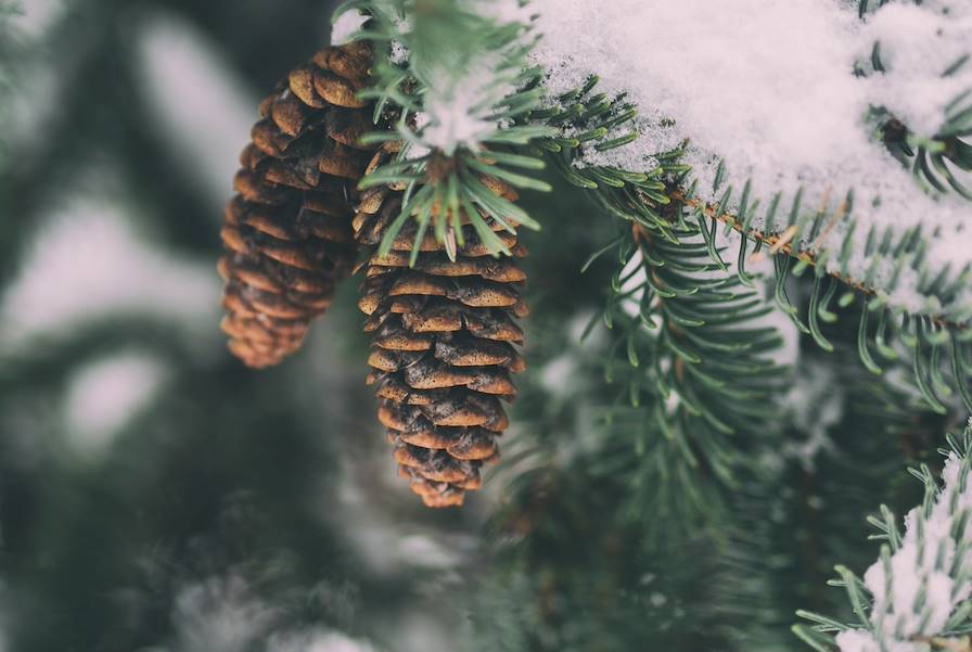 Forêt - Roumanie © Aaron Burden/Unsplash