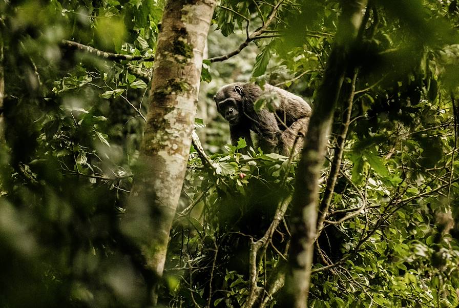 Nyungwe - Rwanda © Rupert Peace