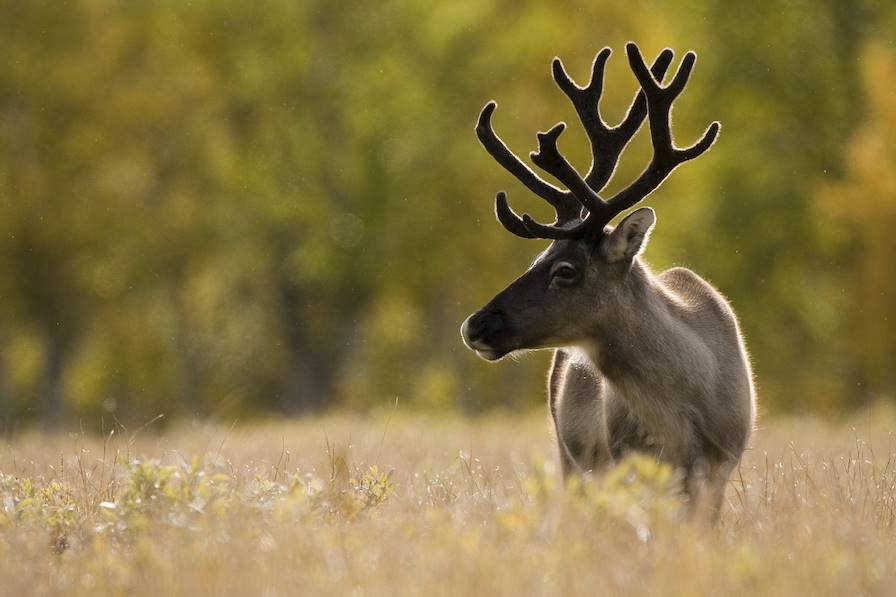 Parc National de Sarek - Laponie - Suède © Peter Cairns / Image Bank Sweden