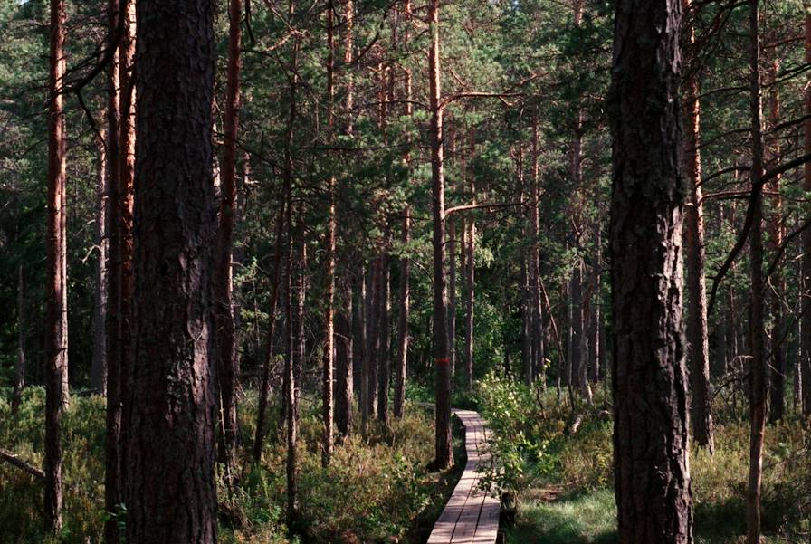 Forêt - Suède © Scott evans / Unspalsh.com