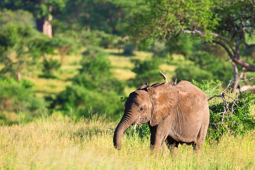 Parc du Tarangire - Tanzanie © Palenque / Fotolia.com