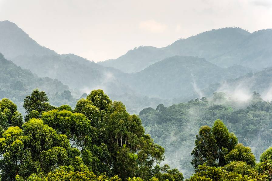 Forêt impénétrable de Bwindi - Ouganda © Andreas Hub/LAIF-REA