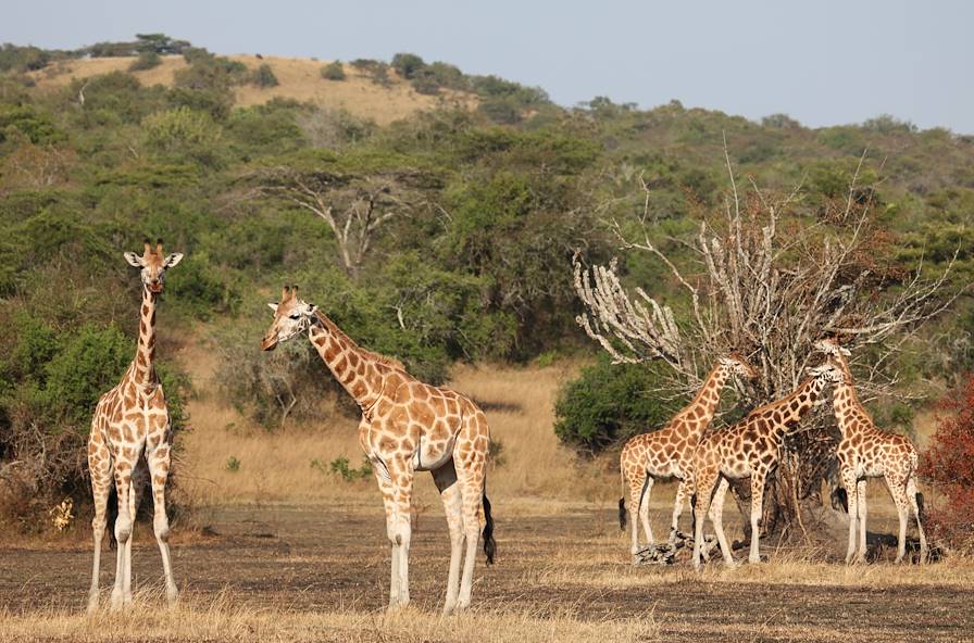 Lac Mburo - Ouganda © Droits reservés