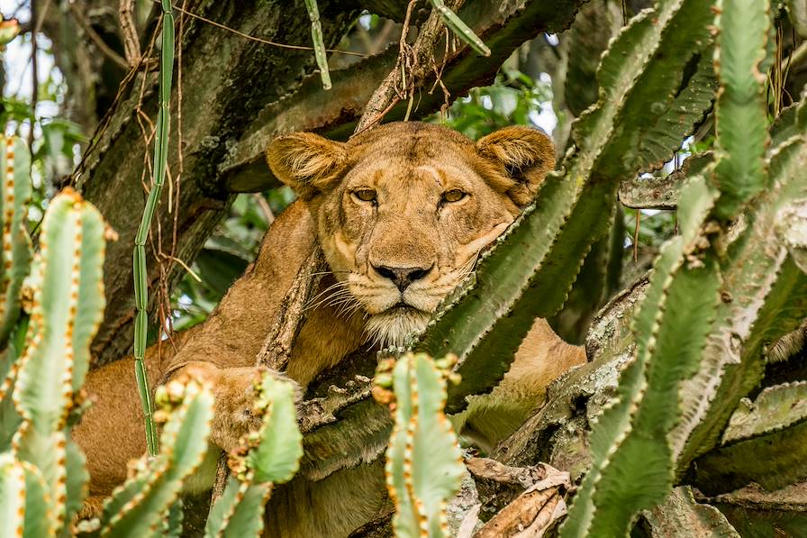 Parc National Queen Elizabeth - Ouganda © Droits reservés