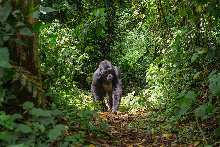 Forêt impénétrable de Bwindi - Ouganda © Getty Images/iStockphoto