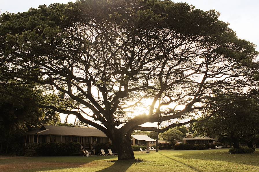 Arbre millénaire sur l'île de Kauai - Hawaï © Livane Latarjet - Véronique Boisdenghien