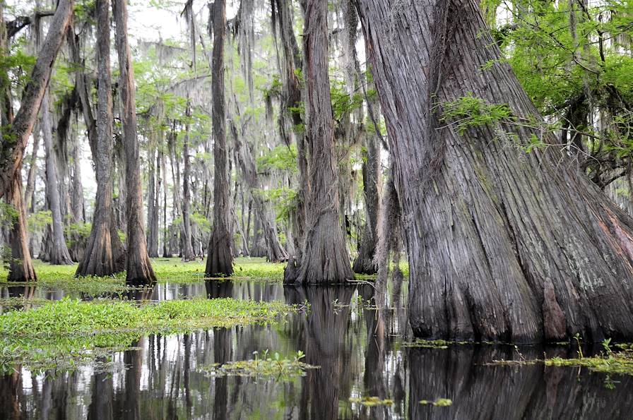 Louisiane - Etats-Unis © MSMcCarthy_Photography/Getty Images/iStockphoto