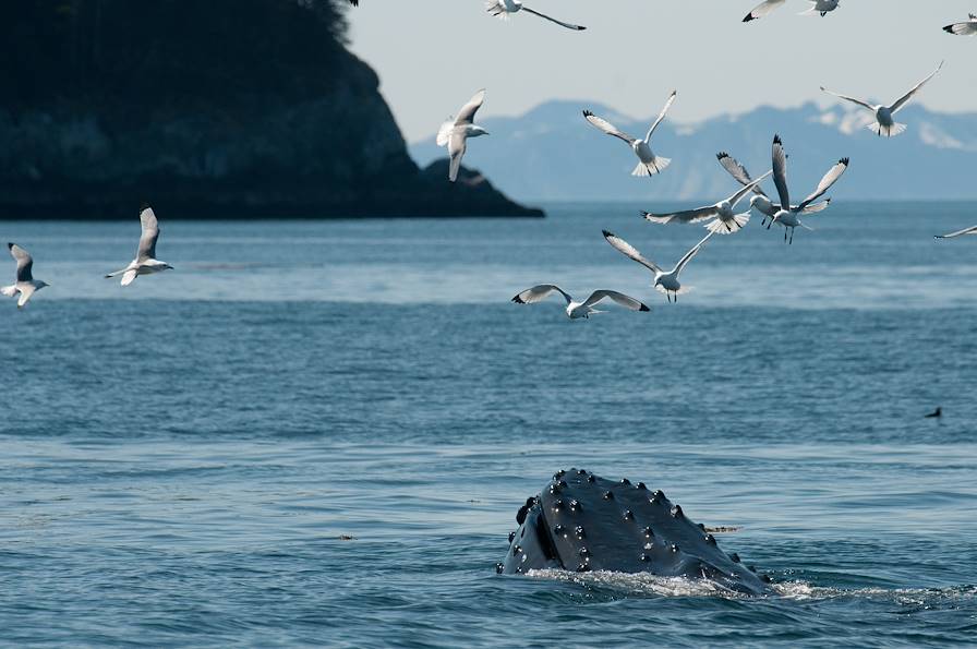 Parc national de Kenai Fjords - Alaska - Etats-Unis © Brian Gudas/Getty Images/iStockphoto