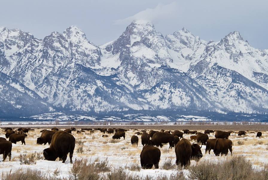 Parc national de Grand Teton - Wyoming - Etats-Unis © TenleyThompson/Getty Images/iStockphoto