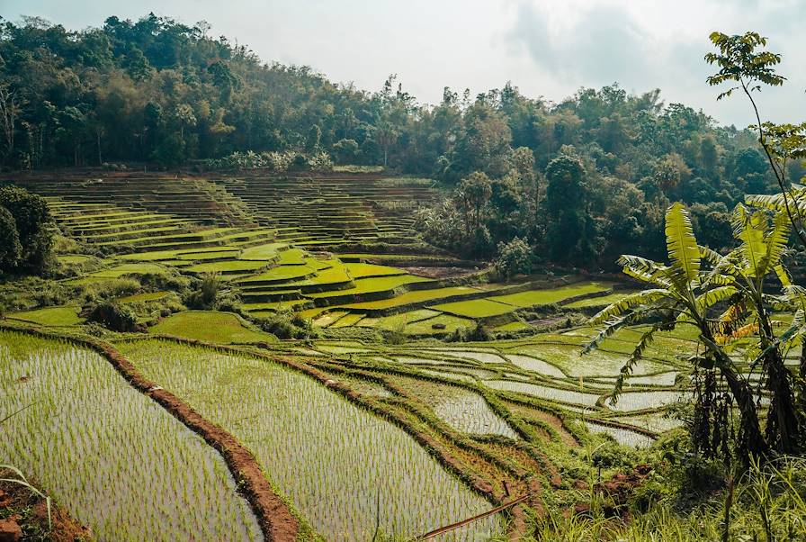 rizière - Mai Chau - Vietnam © Vincent - stock.adobe.com