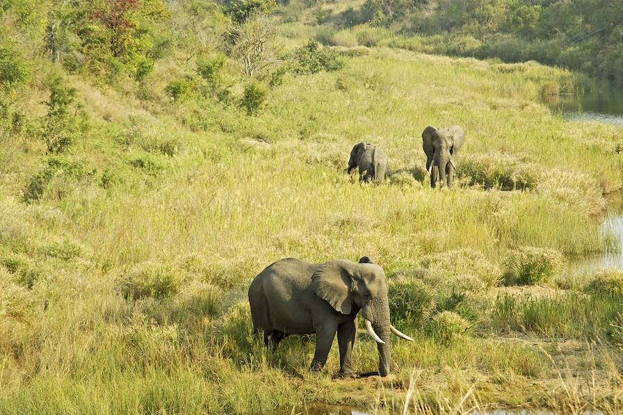 Parc Kruger - Afrique du Sud © iStockphoto / Thinkstock