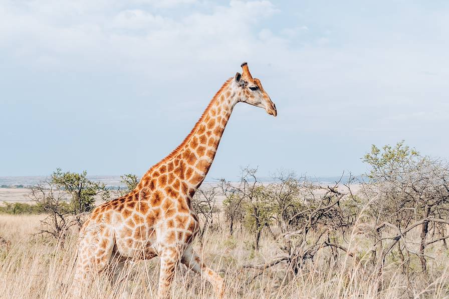 Afrique du Sud © Olivier Romano