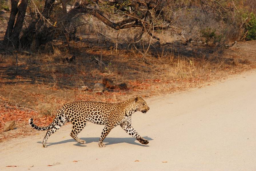 Léopard - Parc Kruger - Afrique du Sud © Aminata Konte