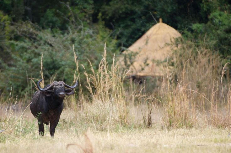 South Luangwa National Park - Zambie © Ulendo Safaris