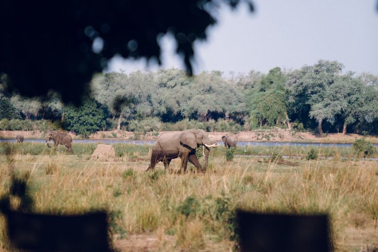 Lower Zambezi National Park - Zambie © Droits reservés