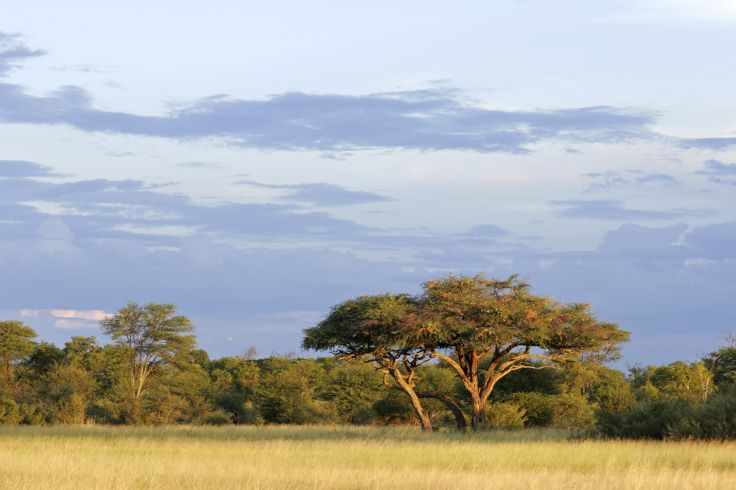 Parc national Hwange - Afrique du Sud © Nico Smit/EcoView/Fotolia