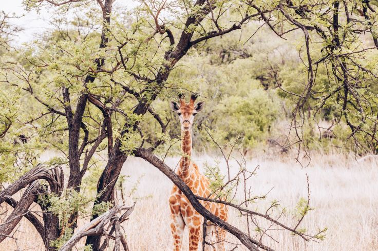 Zimbabwe © Olivier Romano